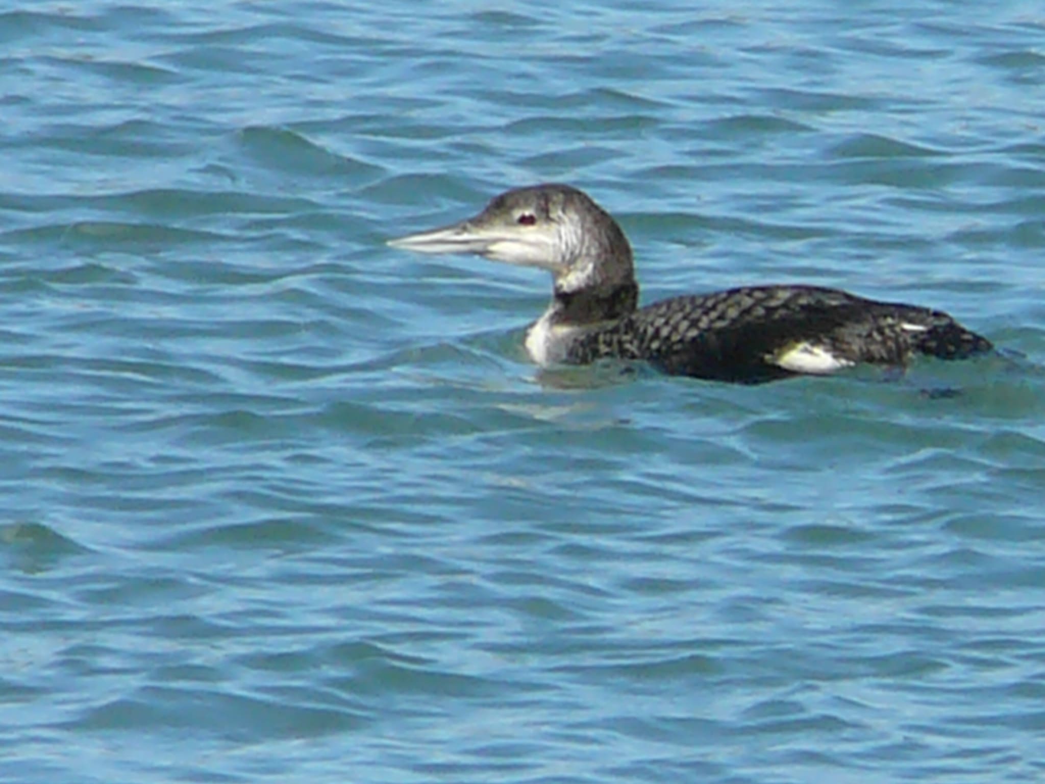 A duck swimming in the water near land.