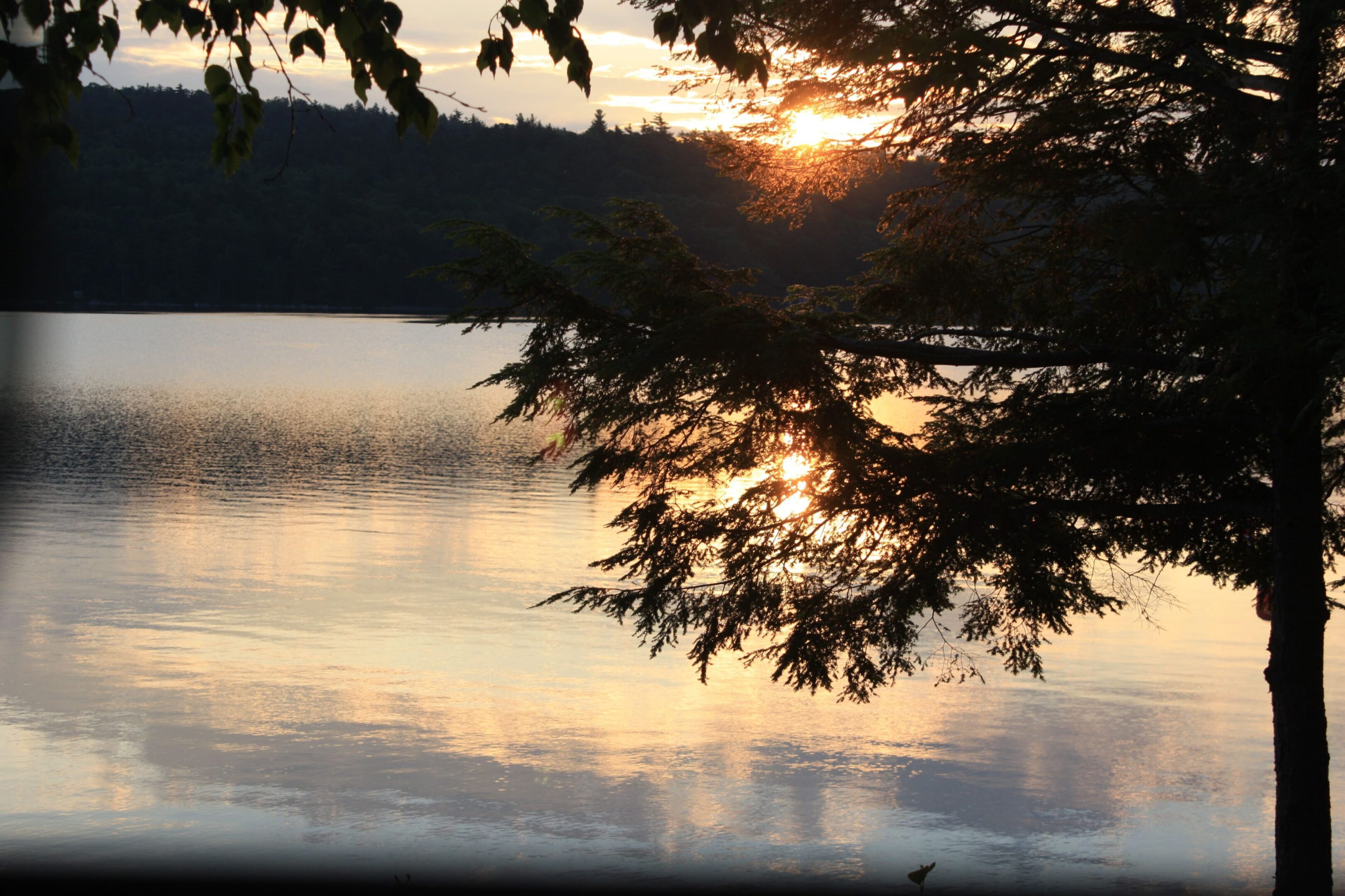 A tree is in the foreground with water and trees behind it.