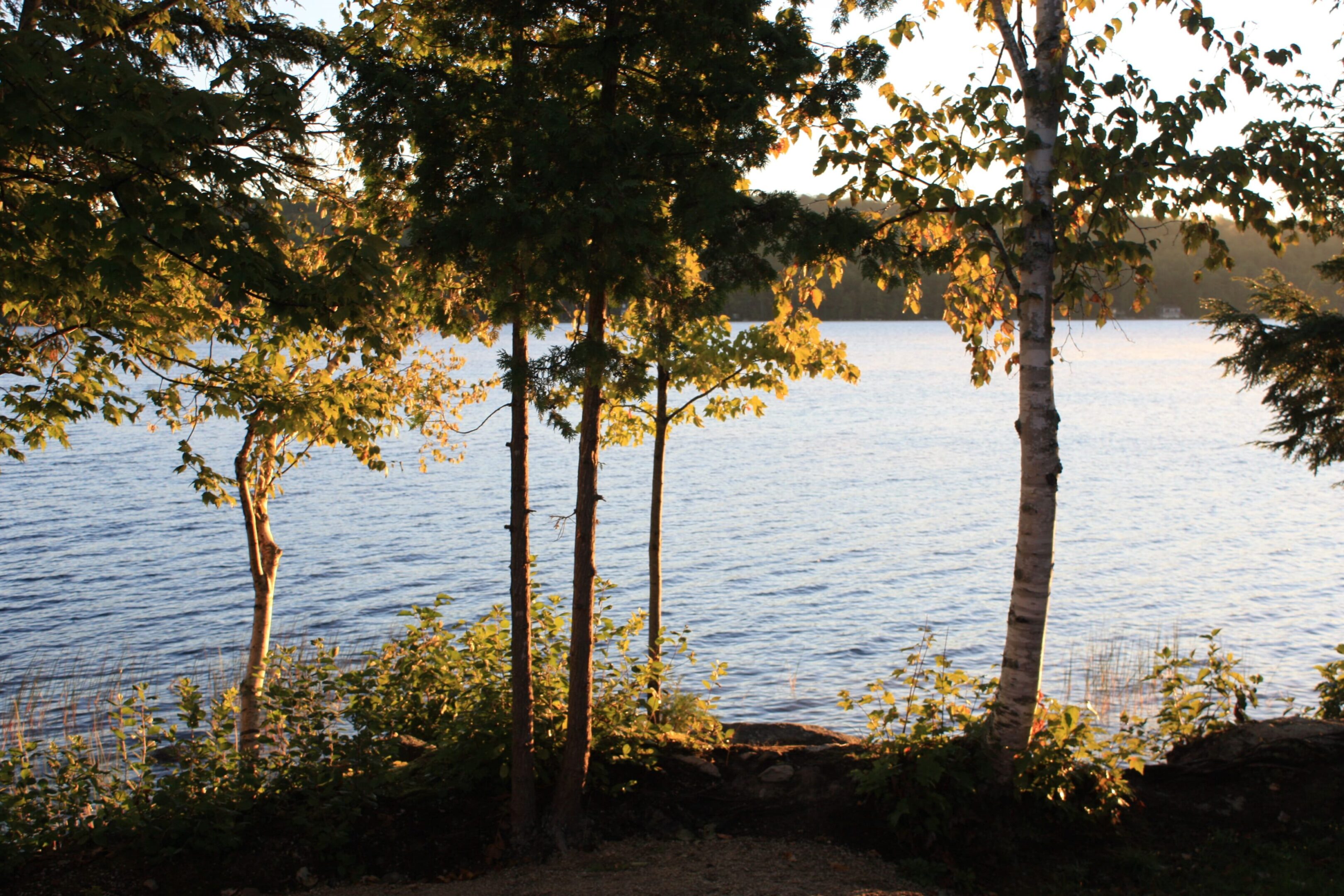 A lake with trees and bushes in the foreground.