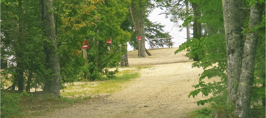 Forest path leading to a lake.