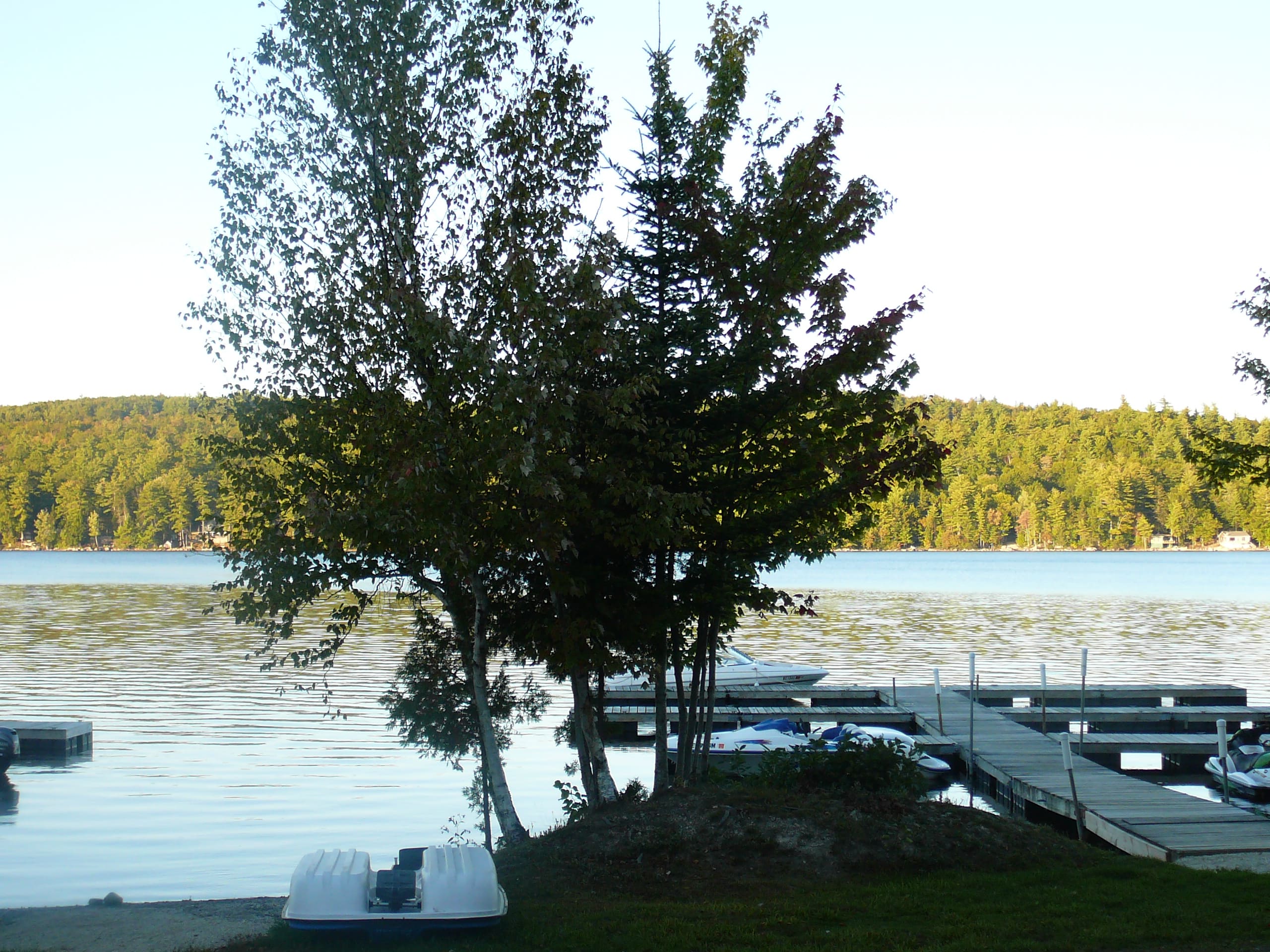 A tree is in the middle of a lake.